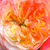 Sárga - rózsaszín - Virágágyi grandiflora - floribunda rózsa - Ros'Odile